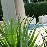 Lantställe Aurea *