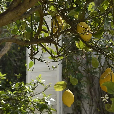 Aurea Casa de Campo