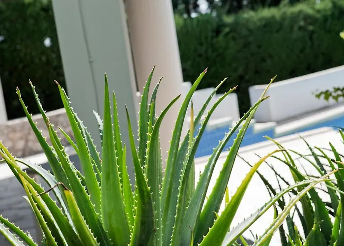 Gospodarstwo wiejskie Aurea *